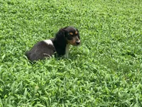Orange, a male Miniature Dachshund for sale in Bremen, GA – 3 of 7