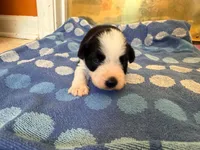 Cowboy, a male Miniature Schnauzer for sale in Bremen, GA – 8 of 8