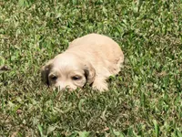 Casey, a male Miniature Dachshund for sale in Bremen, GA – 4 of 6