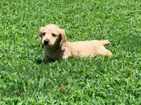Diego, a male Miniature Dachshund for sale in Bremen, GA – 6 of 10