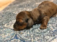 Red heart, a male Miniature Dachshund for sale in Bremen, GA – 4 of 7