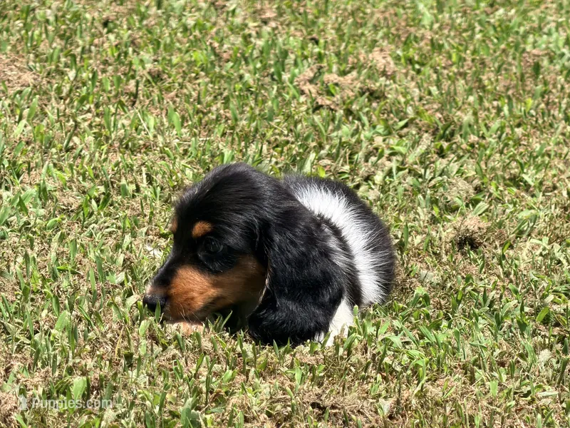 Orange – Miniature Dachshund puppy for sale in Bremen, GA