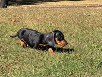 Diesel , a male Miniature Dachshund for sale in Bremen, GA – 2 of 10