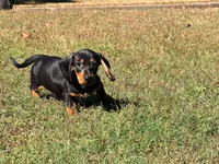Diesel , a male Miniature Dachshund for sale in Bremen, GA – 4 of 10