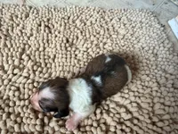 Peanut, a female Miniature Dachshund for sale in Bremen, GA – 4 of 6