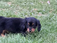 Rio, a male Miniature Dachshund for sale in Bremen, GA – Photo 8 of 10