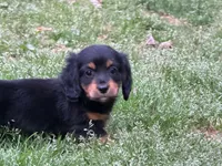 Rio, a male Miniature Dachshund for sale in Bremen, GA – Photo 5 of 10