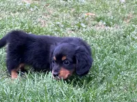 Rio, a male Miniature Dachshund for sale in Bremen, GA – Photo 2 of 10