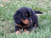 Rio, a male Miniature Dachshund for sale in Bremen, GA – Photo 4 of 10