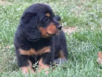 Rio, a male Miniature Dachshund for sale in Bremen, GA – Photo 1 of 10