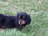 Rio, a male Miniature Dachshund for sale in Bremen, GA – Photo 9 of 10