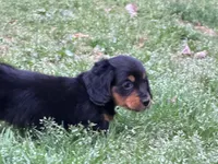 Rio, a male Miniature Dachshund for sale in Bremen, GA – Photo 6 of 10