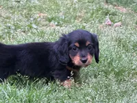 Rio, a male Miniature Dachshund for sale in Bremen, GA – Photo 10 of 10