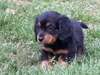 Rio, a male Miniature Dachshund for sale in Bremen, GA – Photo 3 of 10