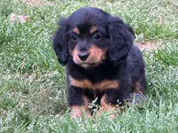 Rio, a male Miniature Dachshund for sale in Bremen, GA – Photo 7 of 10