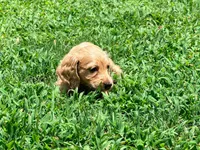 Casey, a male Miniature Dachshund for sale in Bremen, GA – 6 of 9
