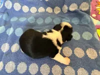 Cowboy, a male Miniature Schnauzer for sale in Bremen, GA – 1 of 8