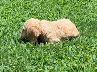 Diego, a male Miniature Dachshund for sale in Bremen, GA – 3 of 10