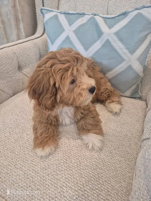 Rocky – Poodle - Miniature , Bichpoo puppy for sale in Kissimmee, FL