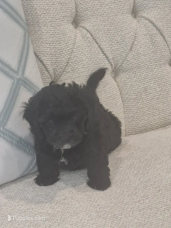 Lucky/Shadow – Poodle - Miniature , Bichpoo puppy for sale in Kissimmee, FL