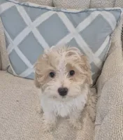 Luna, a female Poodle - Miniature  and Bichpoo for sale in Kissimmee, FL – 3 of 7