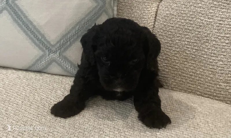 Lucky/Shadow – Bichon Frise puppy for sale in Kissimmee, FL