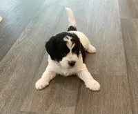 Pulou/Oreo, a male Bichpoo for sale in Kissimmee, FL – 2 of 3