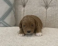 Lupou/Goldy, a male Bichpoo for sale in Kissimmee, FL – 2 of 4