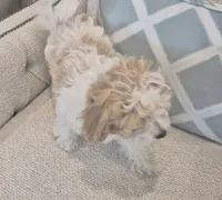Luna, a female Poodle - Miniature  and Bichpoo for sale in Kissimmee, FL – 4 of 7