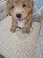 Rocky, a male Poodle - Miniature  and Bichpoo for sale in Kissimmee, FL – 2 of 6