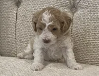 Lulie, a female Bichpoo for sale in Kissimmee, FL – 1 of 3