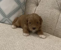Lupou/Goldy, a male Bichpoo for sale in Kissimmee, FL – 3 of 4