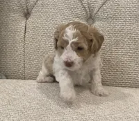 Lulie, a female Bichpoo for sale in Kissimmee, FL – 2 of 3