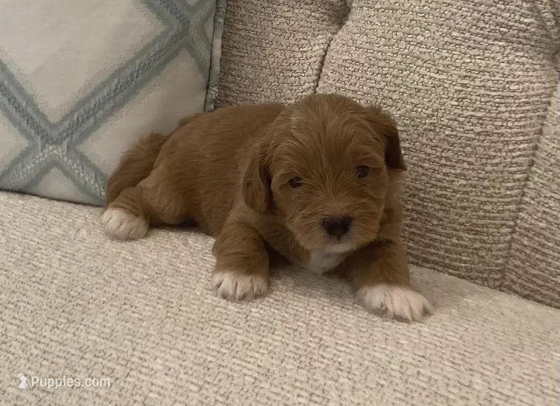 Lupou/Goldy – Bichpoo puppy for sale in Kissimmee, FL