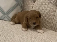 Lupou/Goldy, a male Bichpoo for sale in Kissimmee, FL – 1 of 4