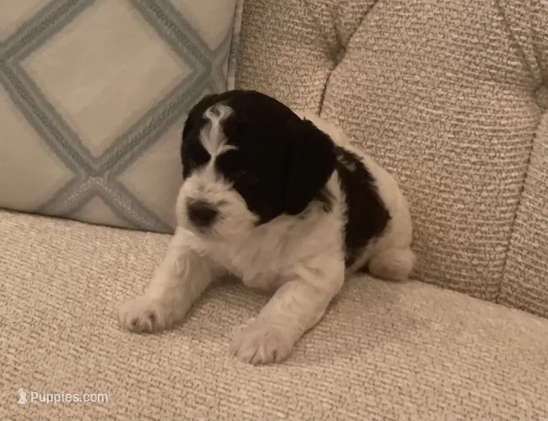 Pulou/Oreo – Bichpoo puppy for sale in Kissimmee, FL