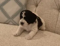 Pulou/Oreo, a male Bichpoo for sale in Kissimmee, FL – 1 of 3