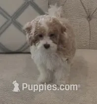 Luca – Poodle - Miniature , Bichpoo puppy for sale in Kissimmee, FL