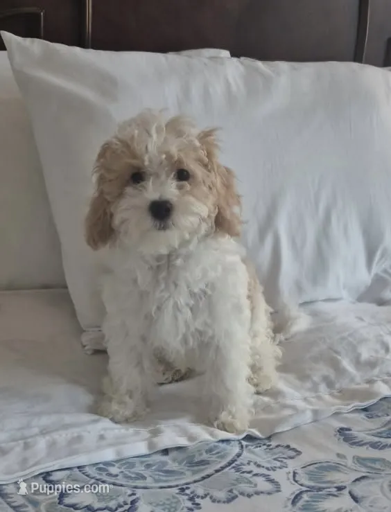 Luna – Poodle - Miniature , Bichpoo puppy for sale in Kissimmee, FL