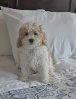 Luna, a female Poodle - Miniature  and Bichpoo for sale in Kissimmee, FL – 1 of 7