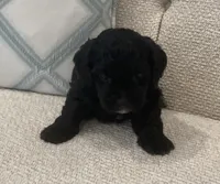 Lucky/Shadow, a male Bichon Frise for sale in Kissimmee, FL – 3 of 4