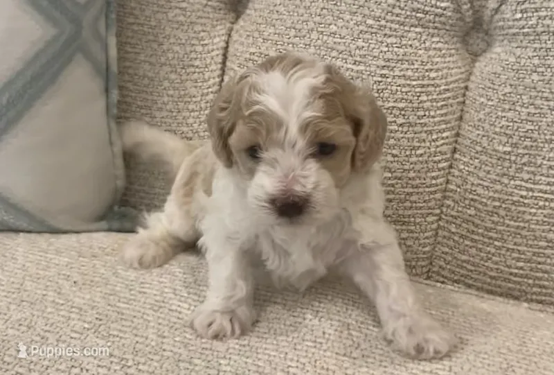 Luca – Bichpoo puppy for sale in Kissimmee, FL