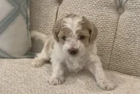 Luca, a male Bichpoo for sale in Kissimmee, FL – 1 of 3