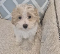 Luna, a female Poodle - Miniature  and Bichpoo for sale in Kissimmee, FL – 2 of 7