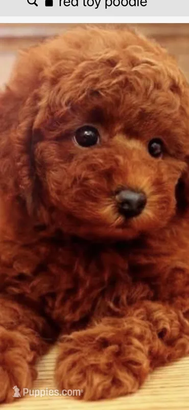 Teddy – Poodle - Toy  puppy for sale in San Fernando, CA