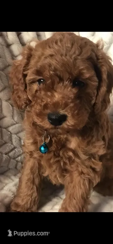 Cooper, a male Poodle - Toy  for sale in San Fernando, CA – Photo 1 of 1