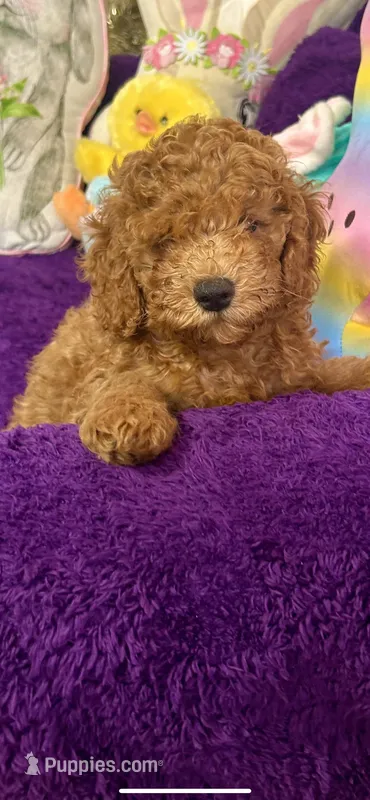 Cooper – Poodle - Toy  puppy for sale in San Fernando, CA