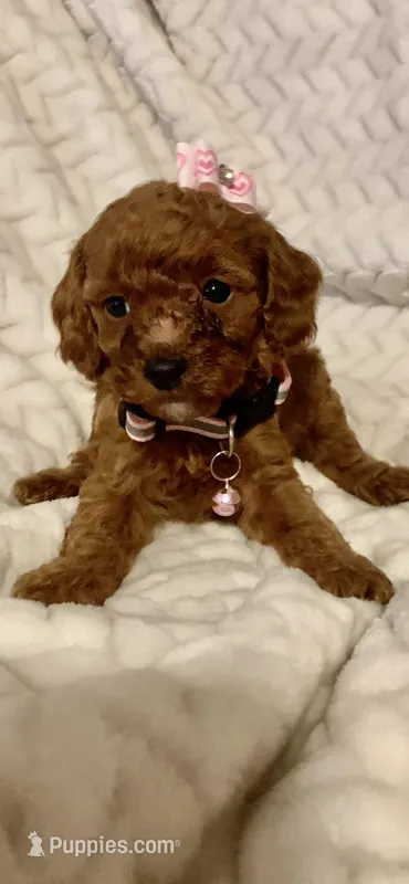Ginger – Poodle - Toy  puppy for sale in San Fernando, CA