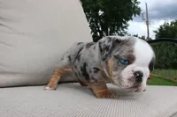 Sleepy, a male English Bulldog for sale in Saint Paul, MN – 8 of 9
