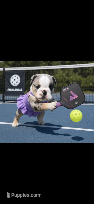 Minny – English Bulldog puppy for sale in Saint Paul, MN